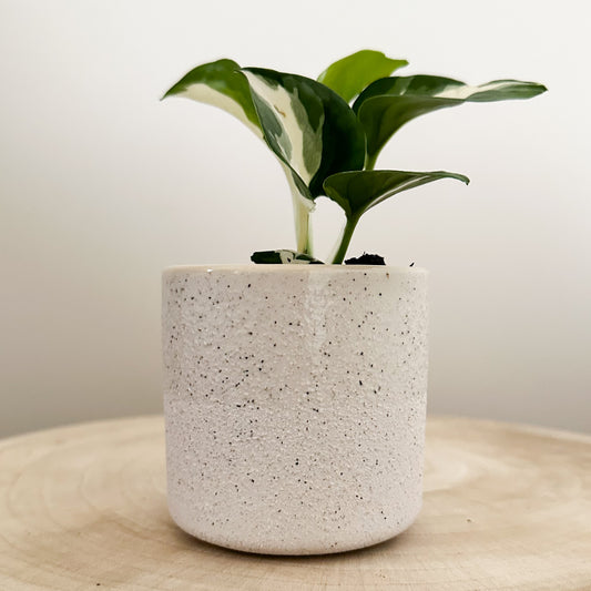 Capri Planter Two Tone White Sand 7.5 x 7.2cm Decorative Planter