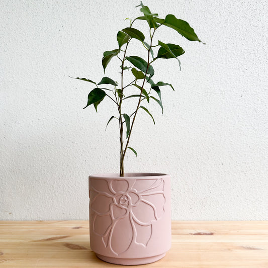 Gemma Dusty Pink Decorative Planter 13.5 x13cm