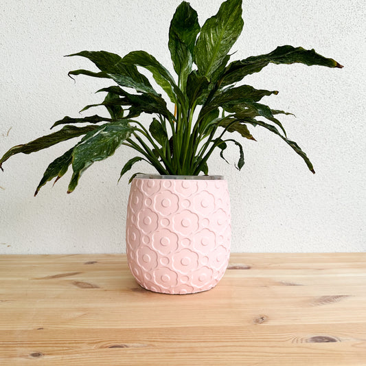 Pastel Pink Primrose Decorative Planter 16 x16cm